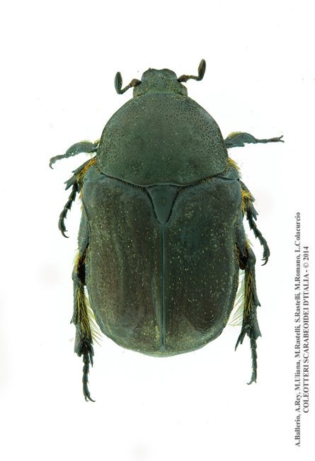 Protaetia oblonga